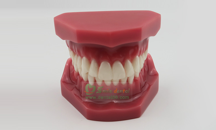 Orthodontic Model